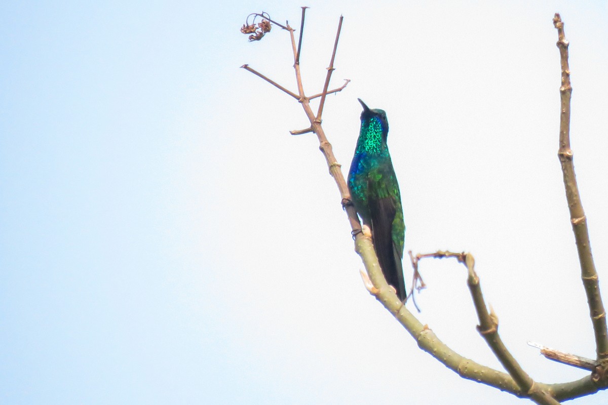 Colibrí Oreja Violeta Mexicano - ML619753770