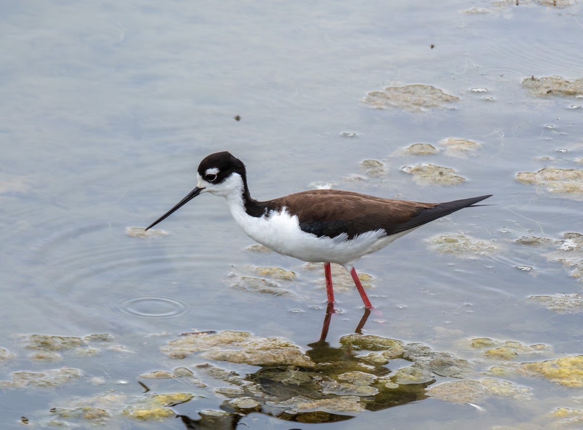 Black-necked Stilt - ML619753771