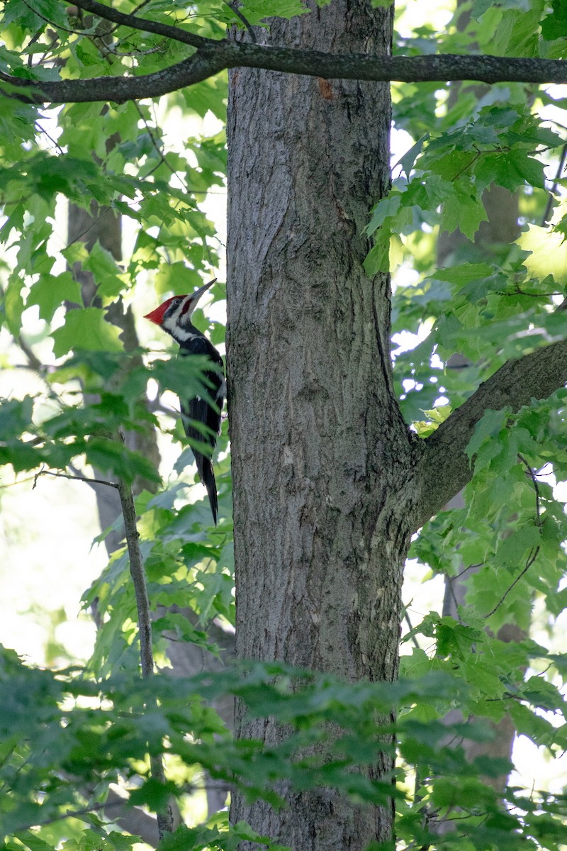 Pileated Woodpecker - ML619753785