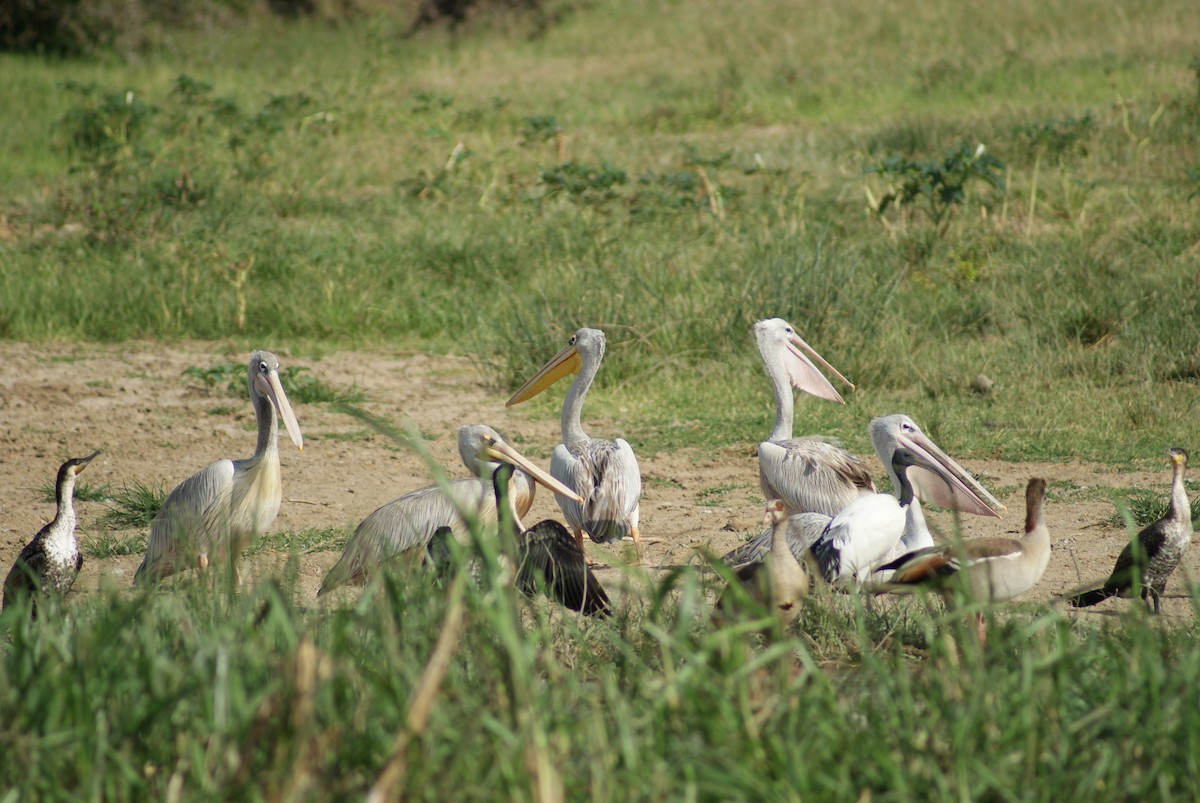 Pink-backed Pelican - ML619753787