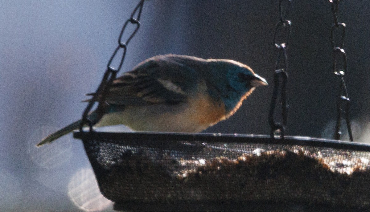 Lazuli Bunting - ML619753788