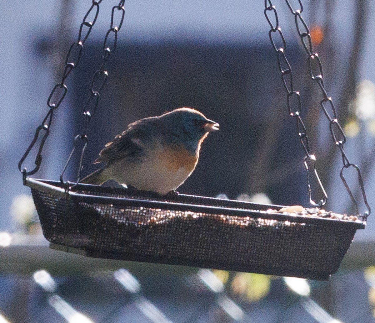 Lazuli Bunting - ML619753789