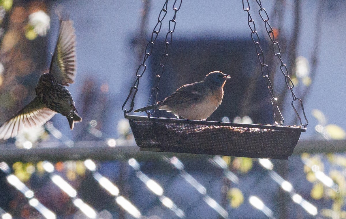 Lazuli Bunting - ML619753790