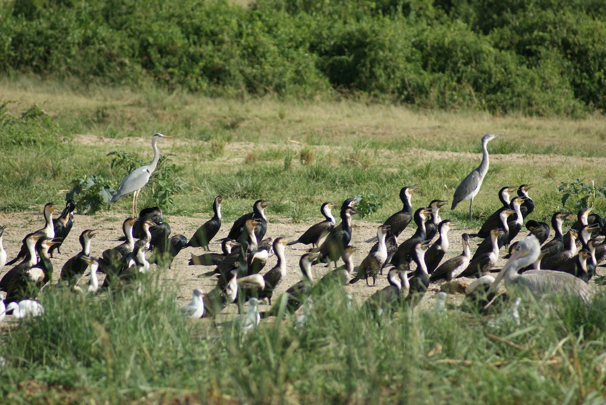 Great Cormorant - ML619753794