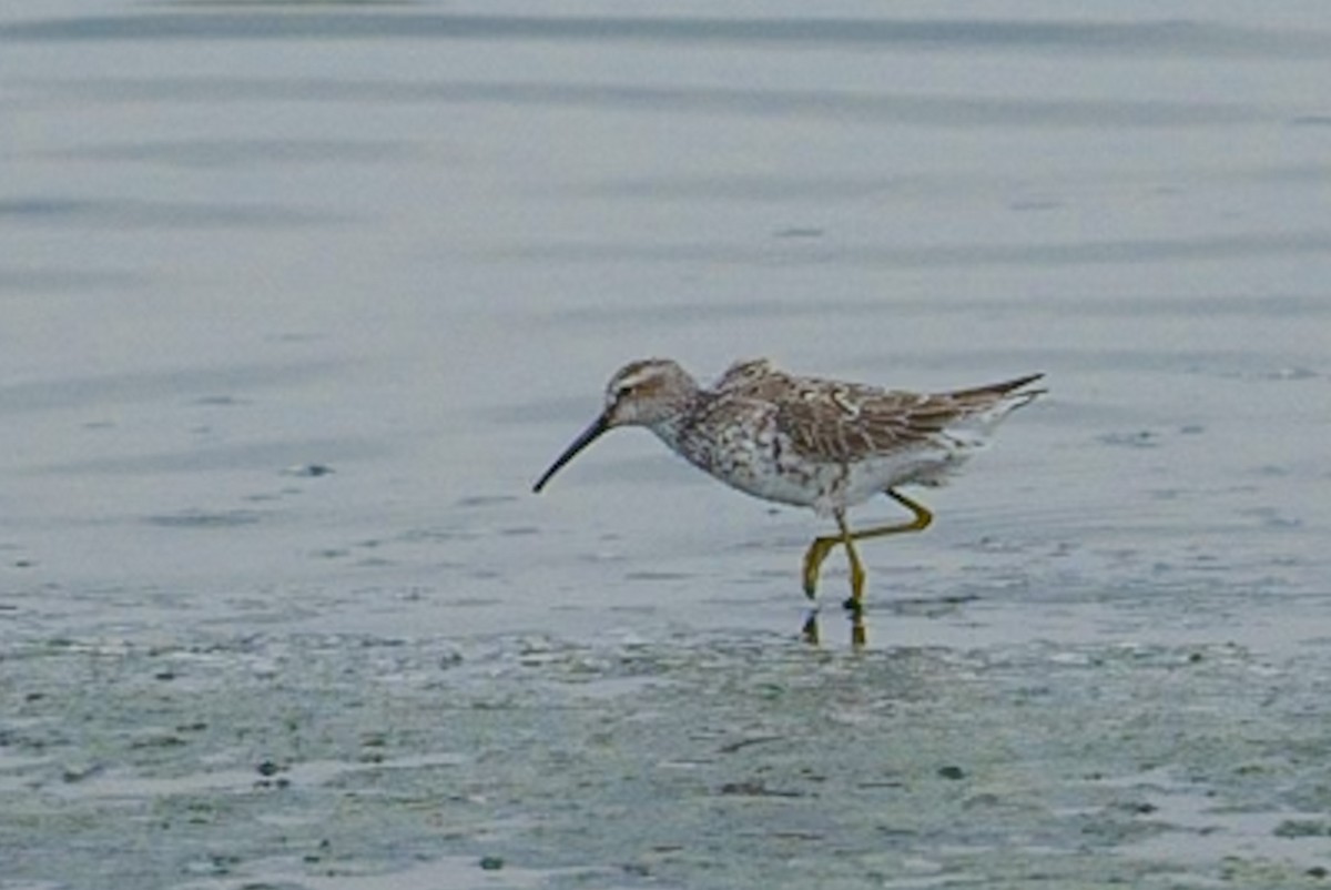 Stilt Sandpiper - ML619753806