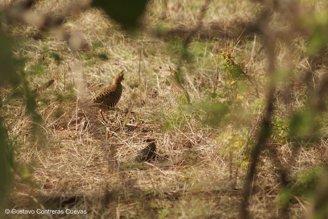 Banded Quail - ML61975381