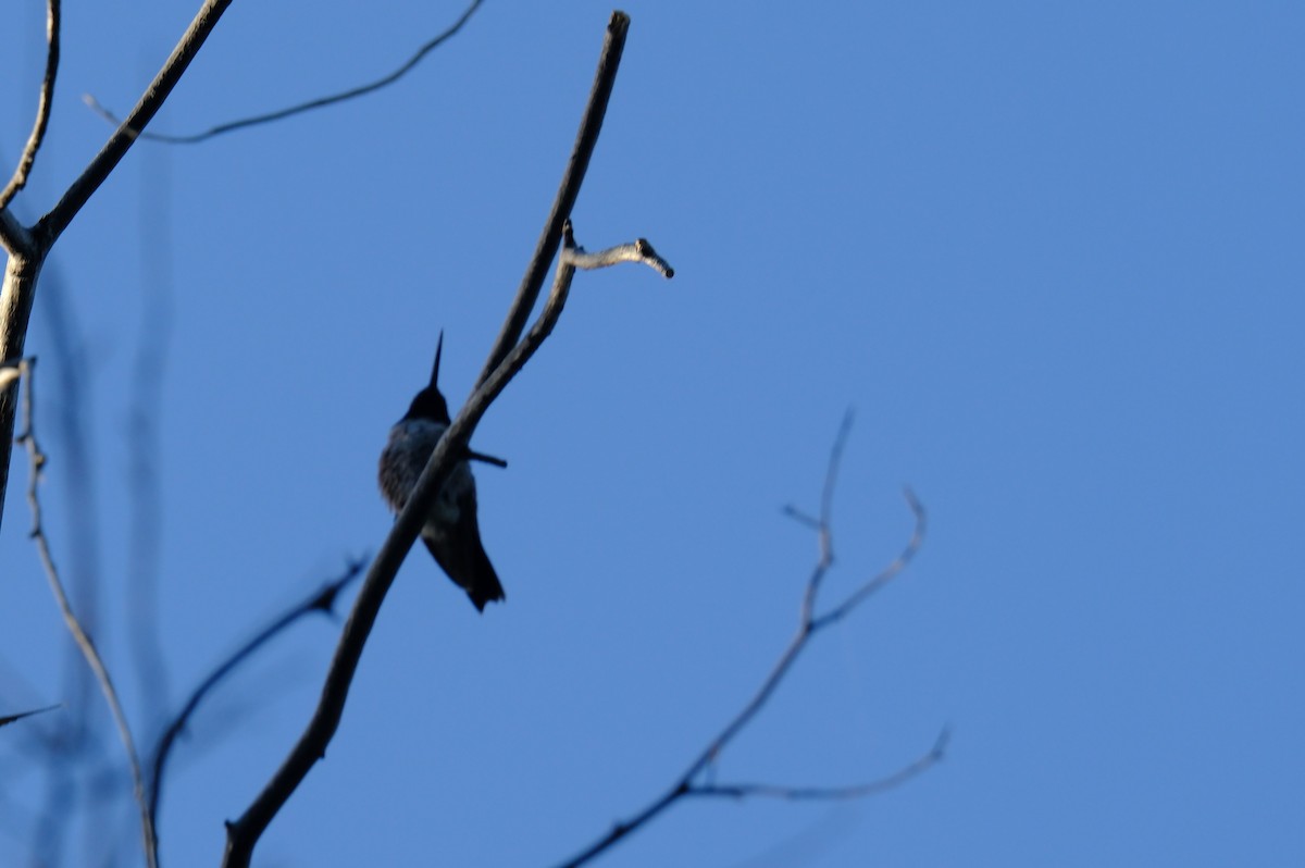 Black-chinned Hummingbird - ML619753813