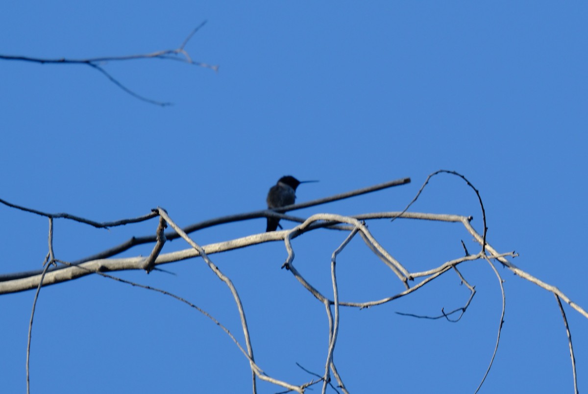 Black-chinned Hummingbird - ML619753814