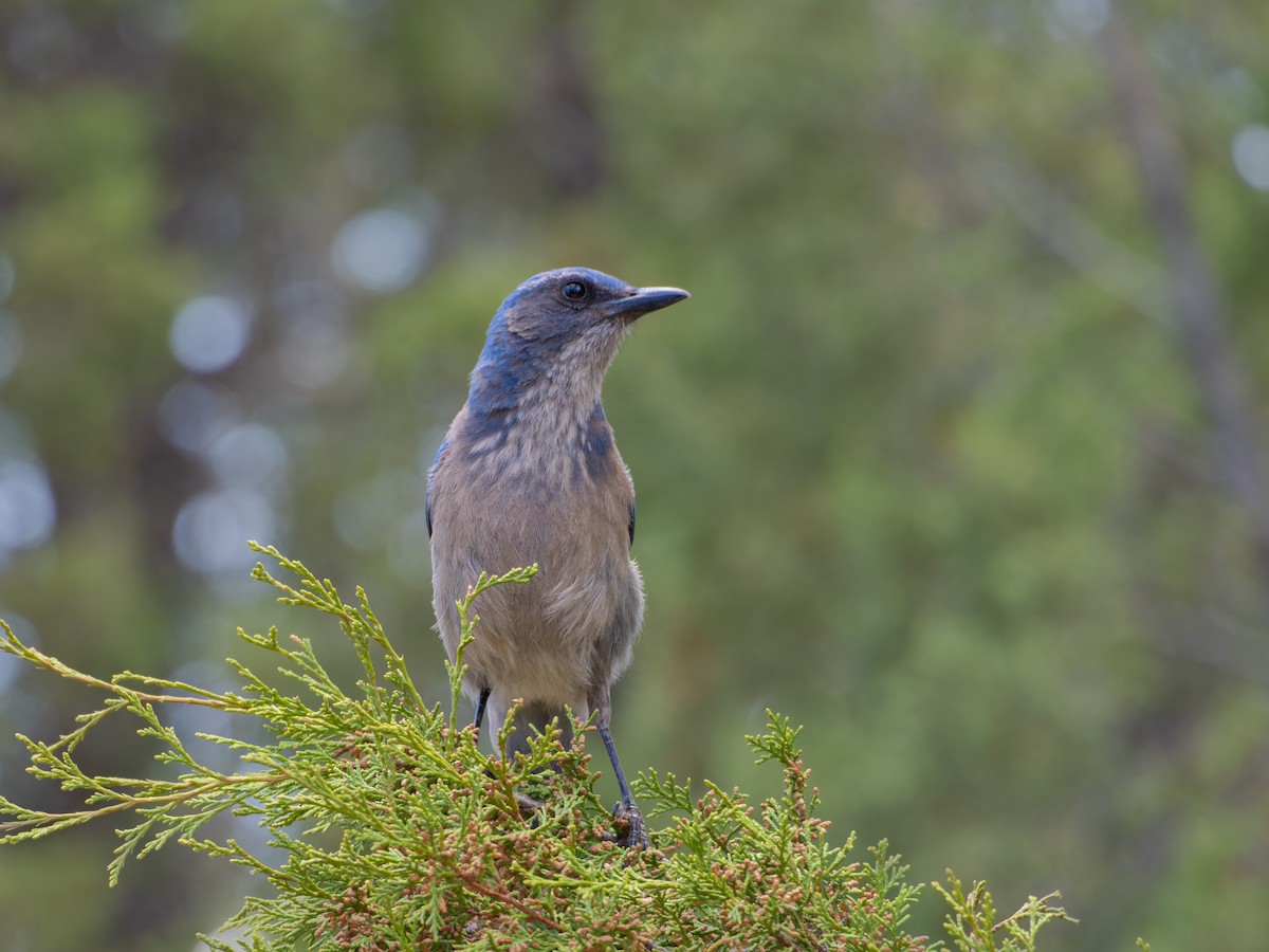 Woodhouse's Scrub-Jay - ML619753817