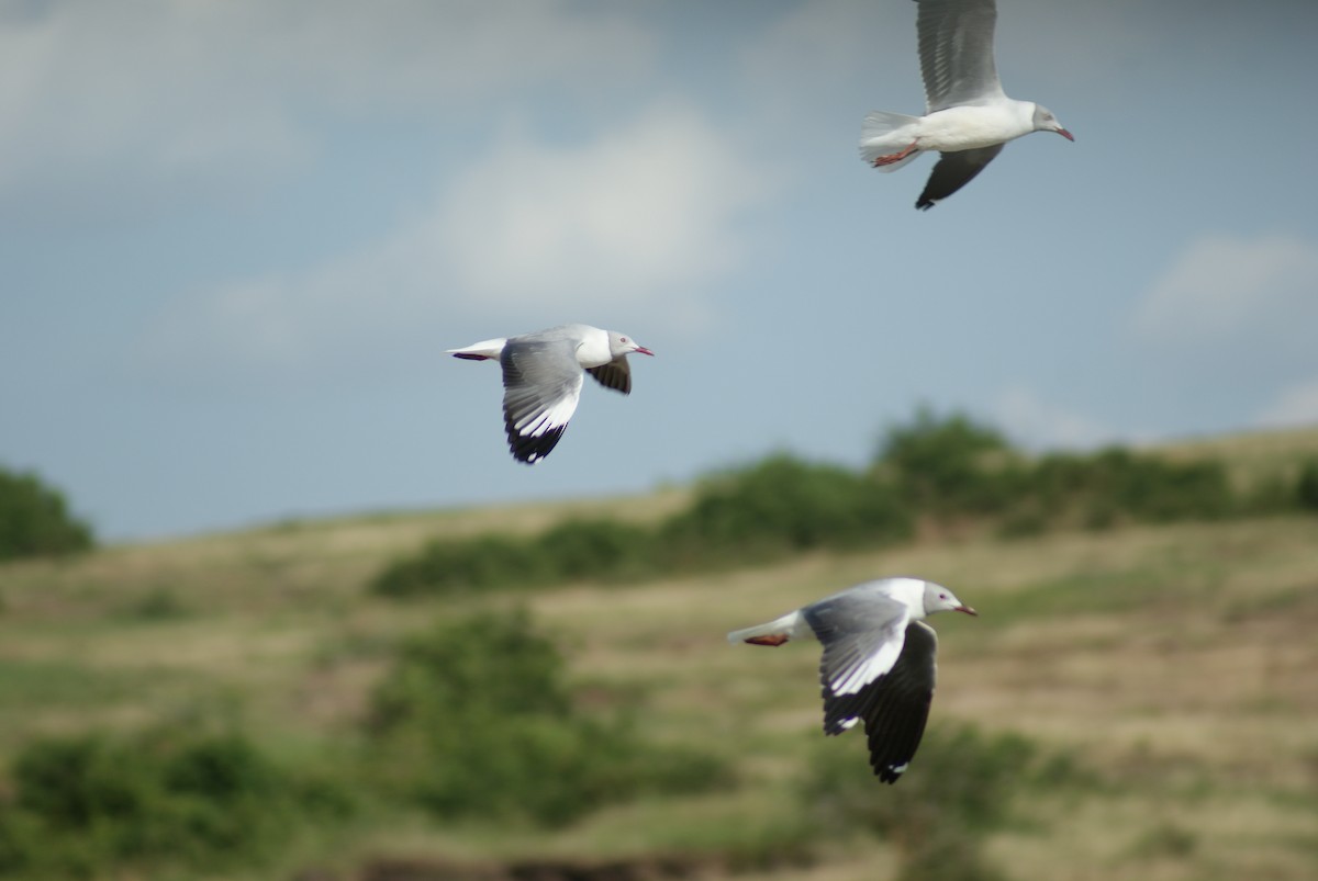 Gray-hooded Gull - ML619753818