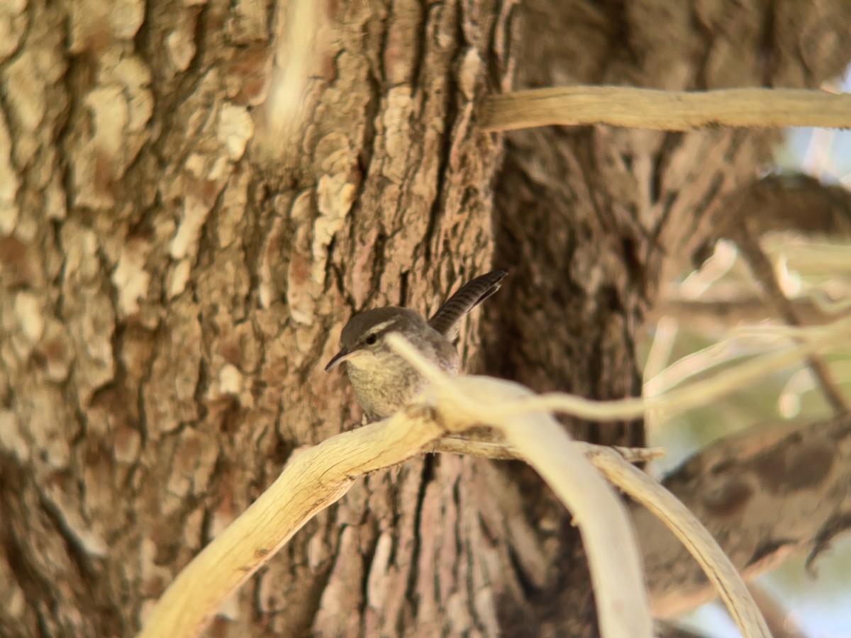 Bewick's Wren - ML619753821