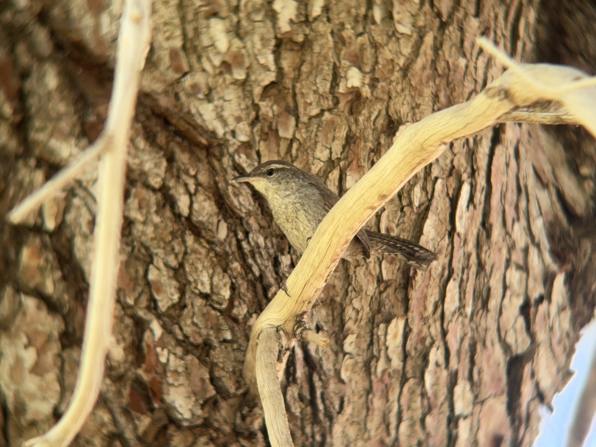 Bewick's Wren - Matt Brady