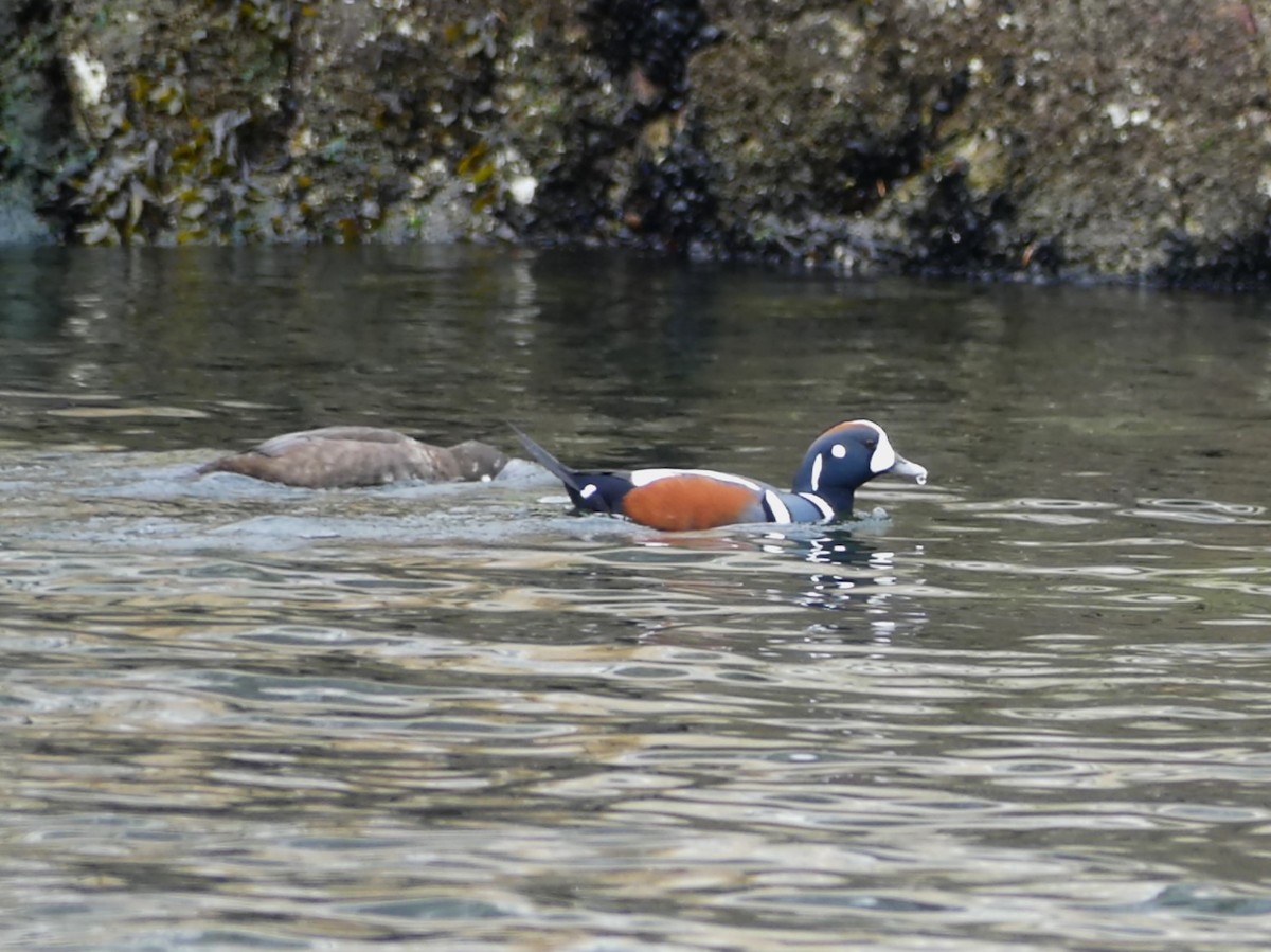 Harlequin Duck - ML619753824