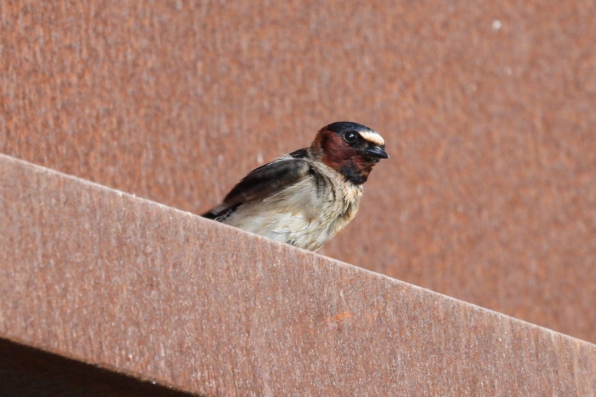 Cliff Swallow - ML619753839