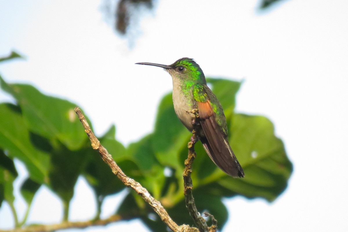 kolibřík páskoocasý - ML619753840