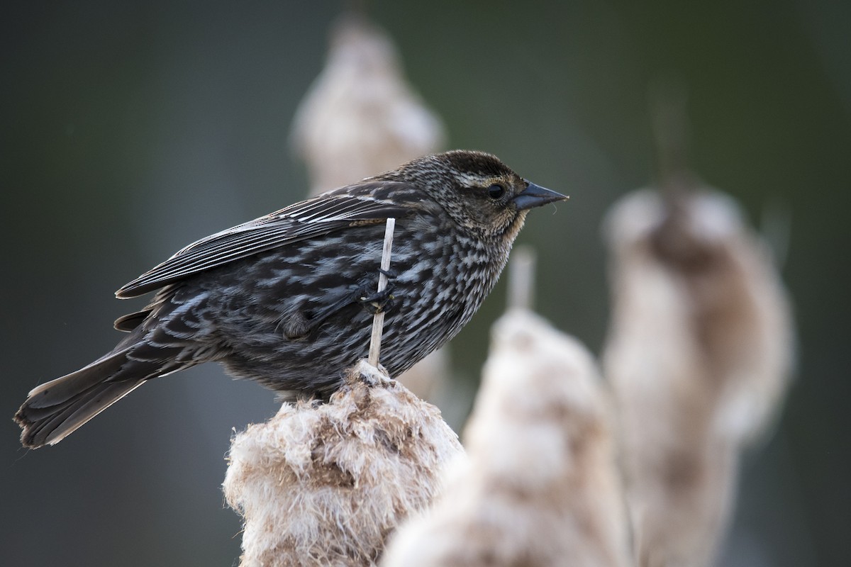 Red-winged Blackbird - ML619753844