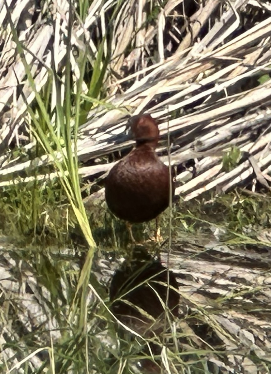 Cinnamon Teal - ML619753847