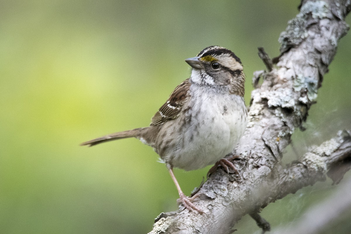 White-throated Sparrow - ML619753861