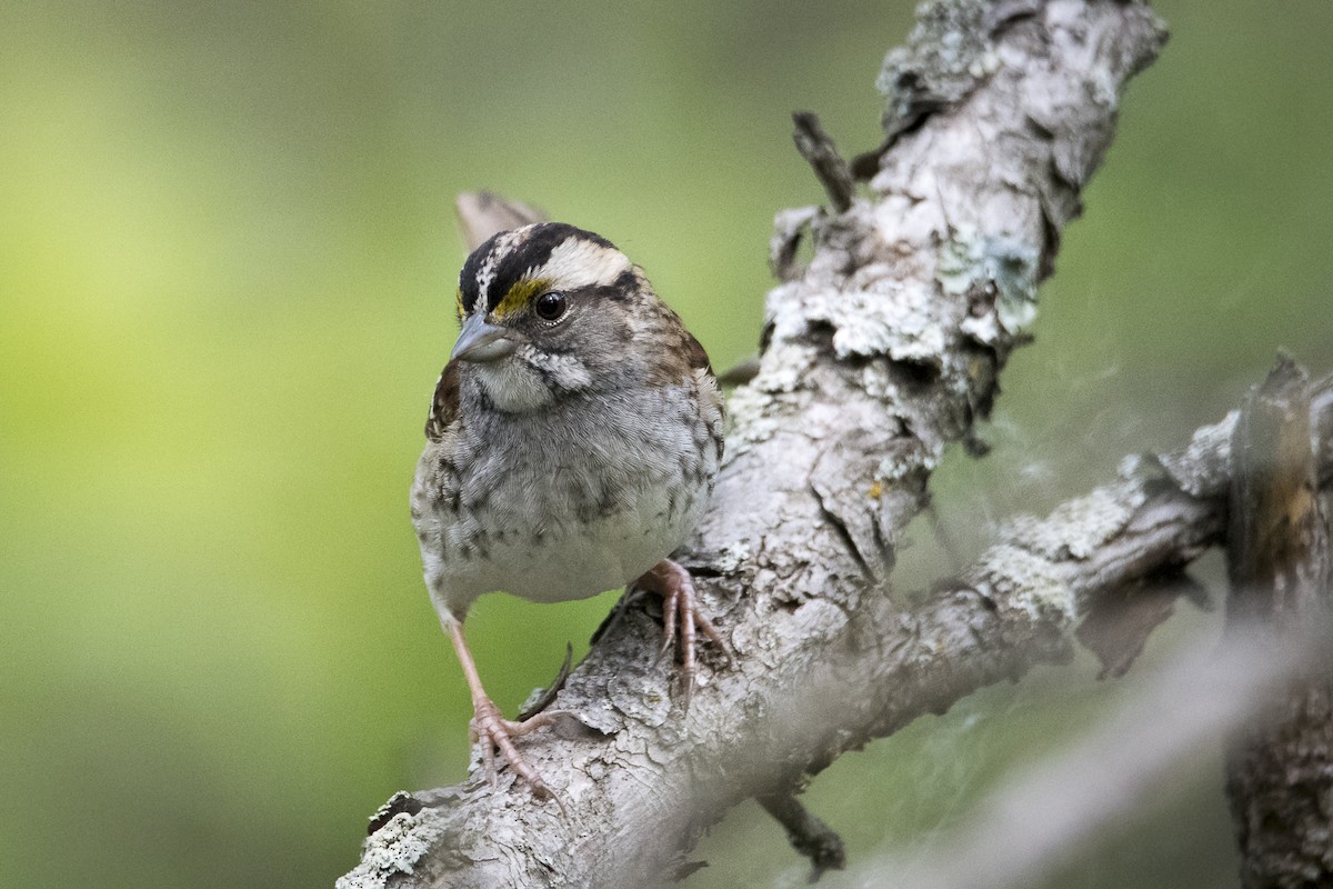 White-throated Sparrow - ML619753862