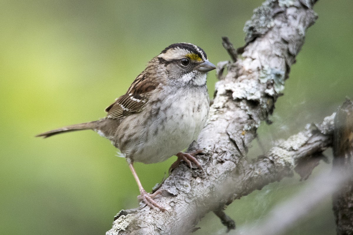 White-throated Sparrow - ML619753863