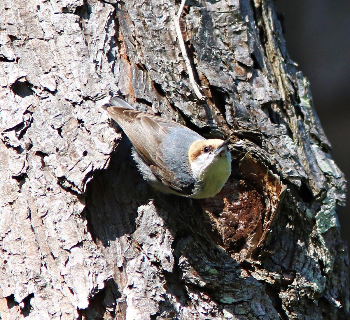 Brown-headed Nuthatch - ML619753869