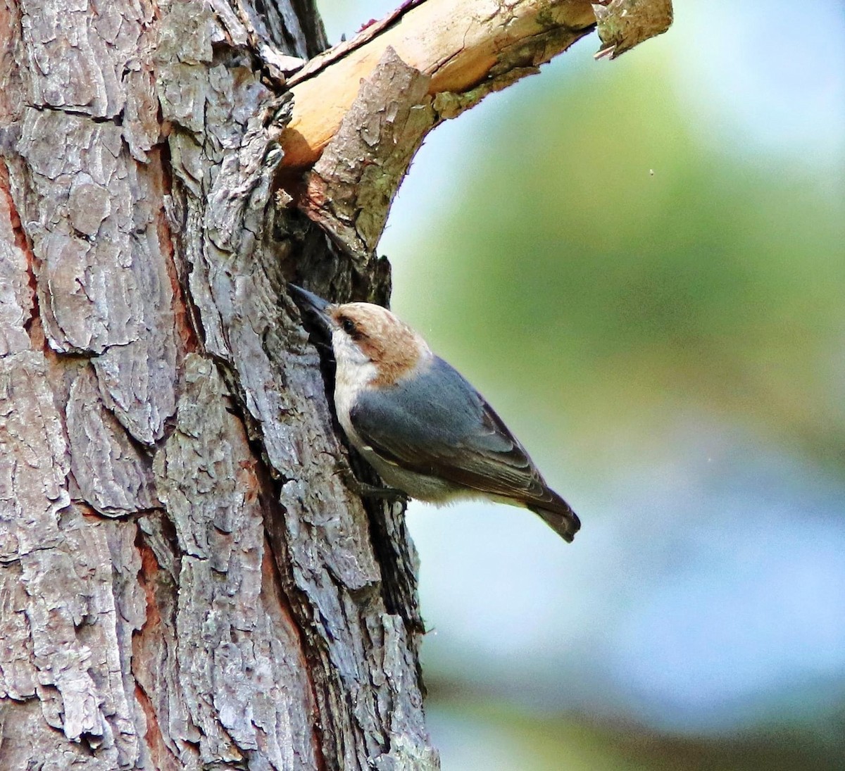 Brown-headed Nuthatch - ML619753870