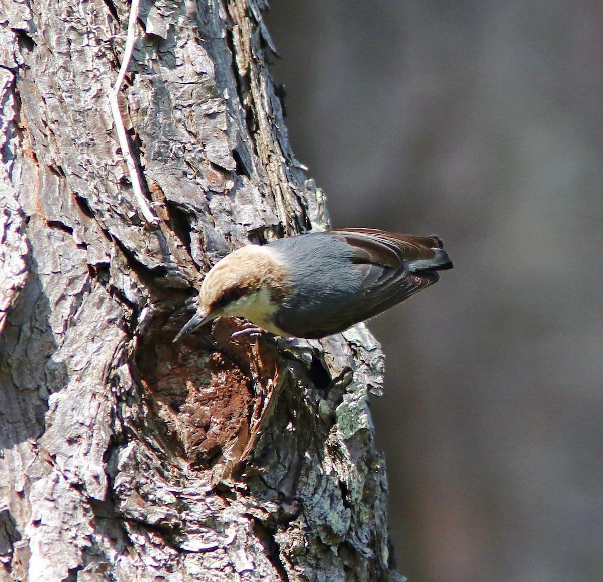 Brown-headed Nuthatch - ML619753891