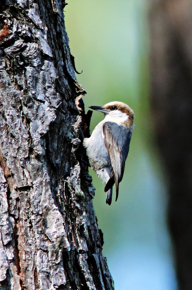 Brown-headed Nuthatch - ML619753901