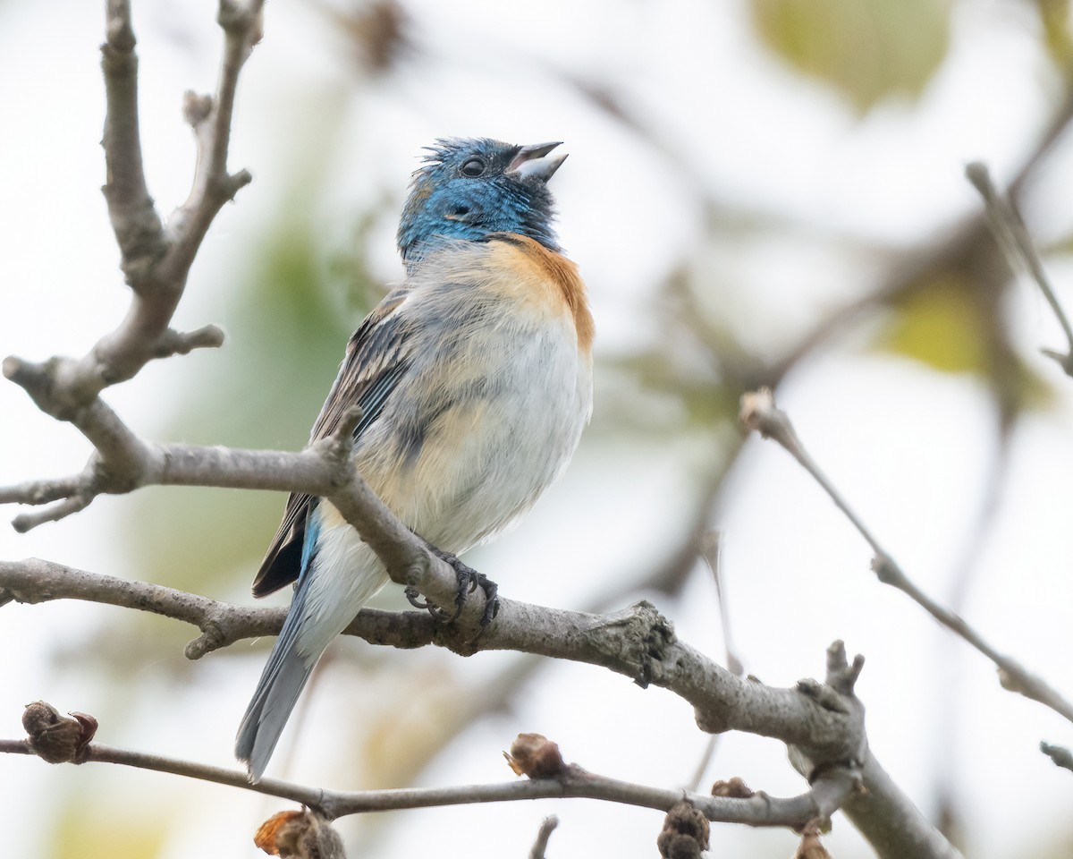 Lazuli Bunting - ML619753914