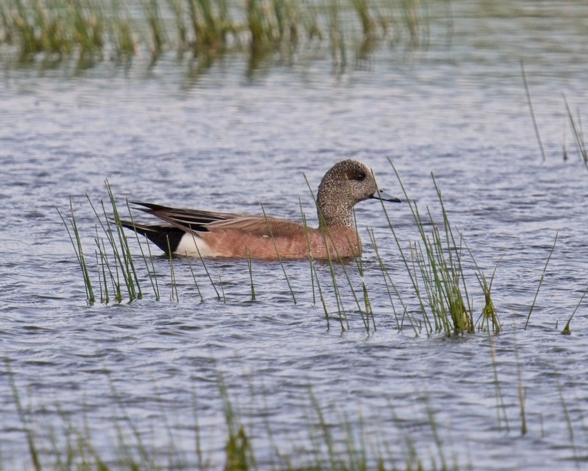 American Wigeon - ML619753931