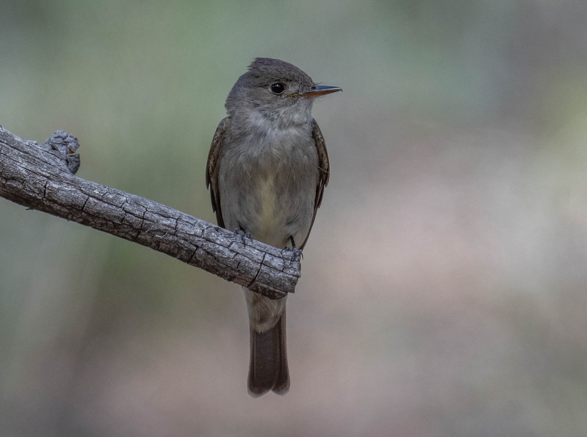 Western Wood-Pewee - ML619753948