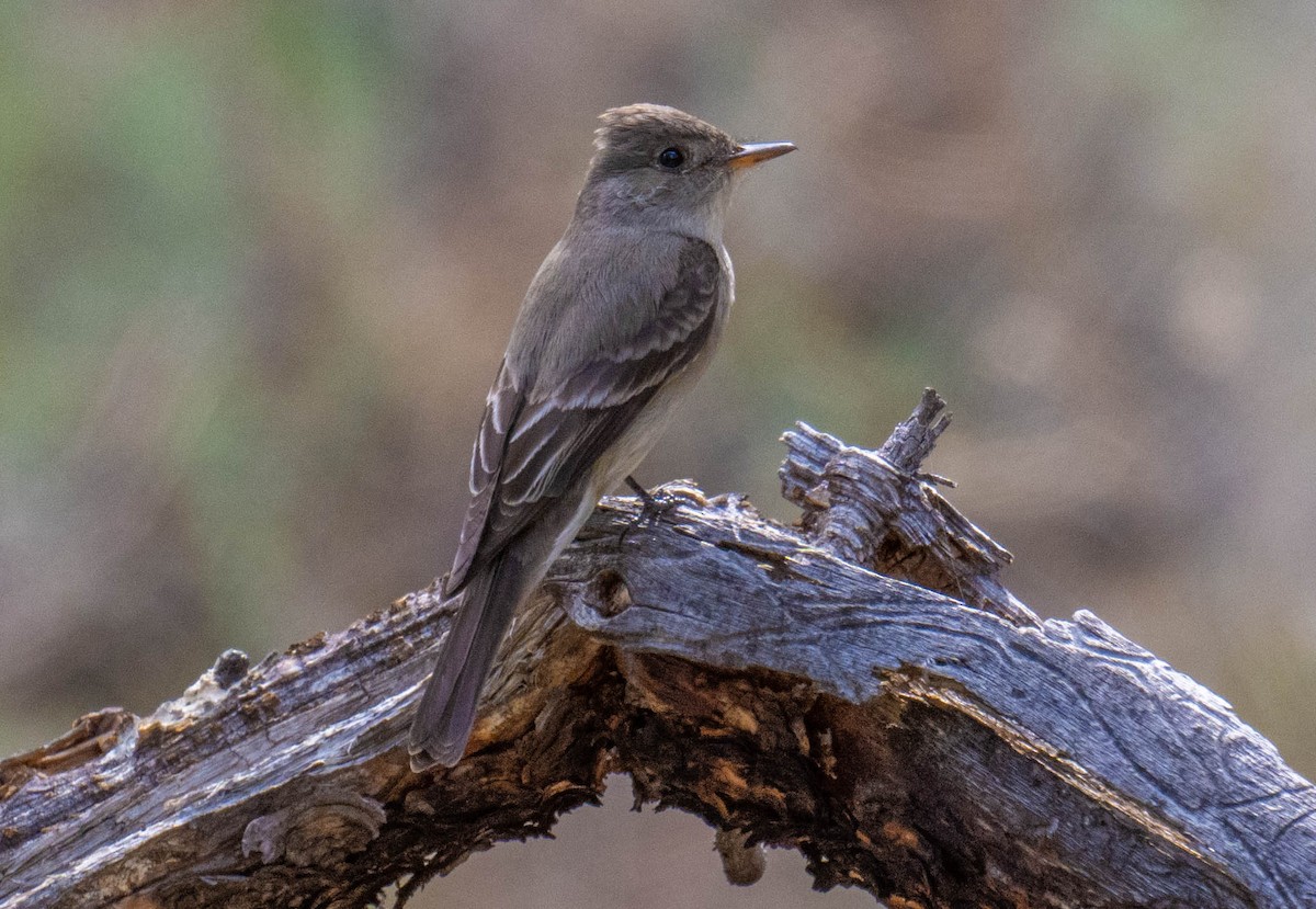 Western Wood-Pewee - Philip Reimers