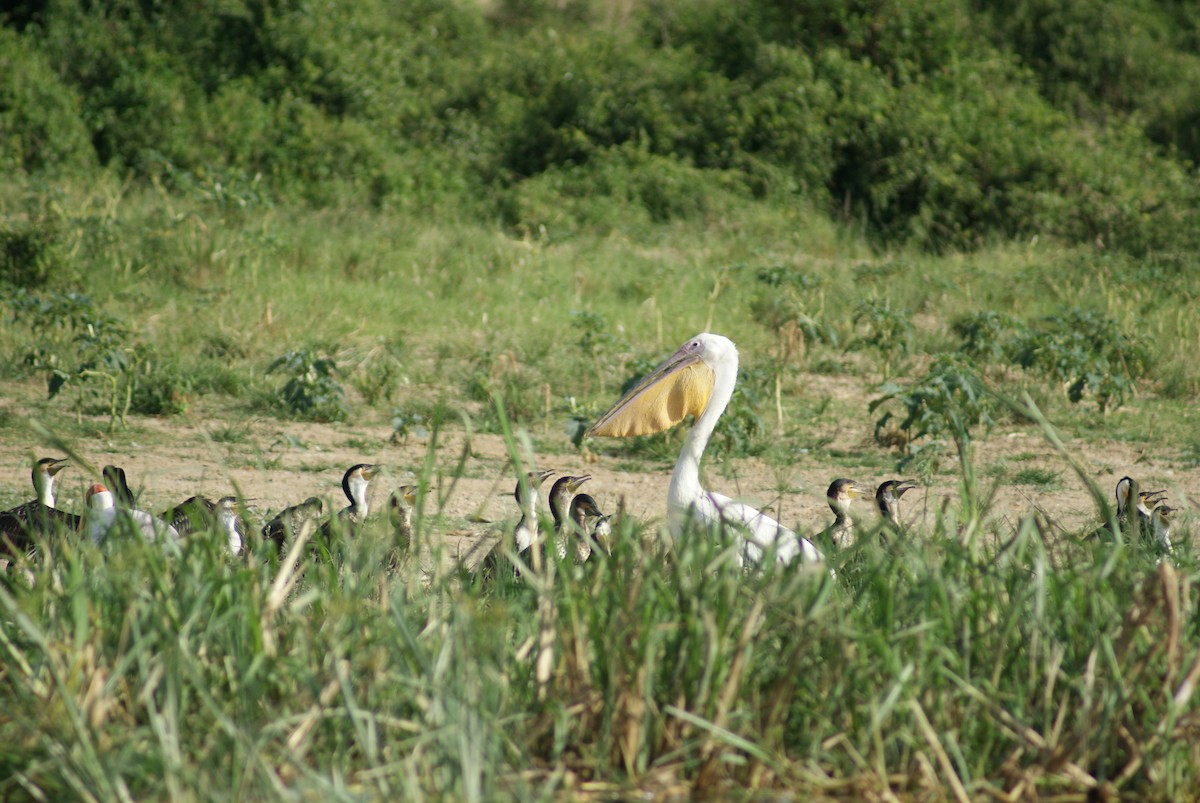 Great White Pelican - ML619753951