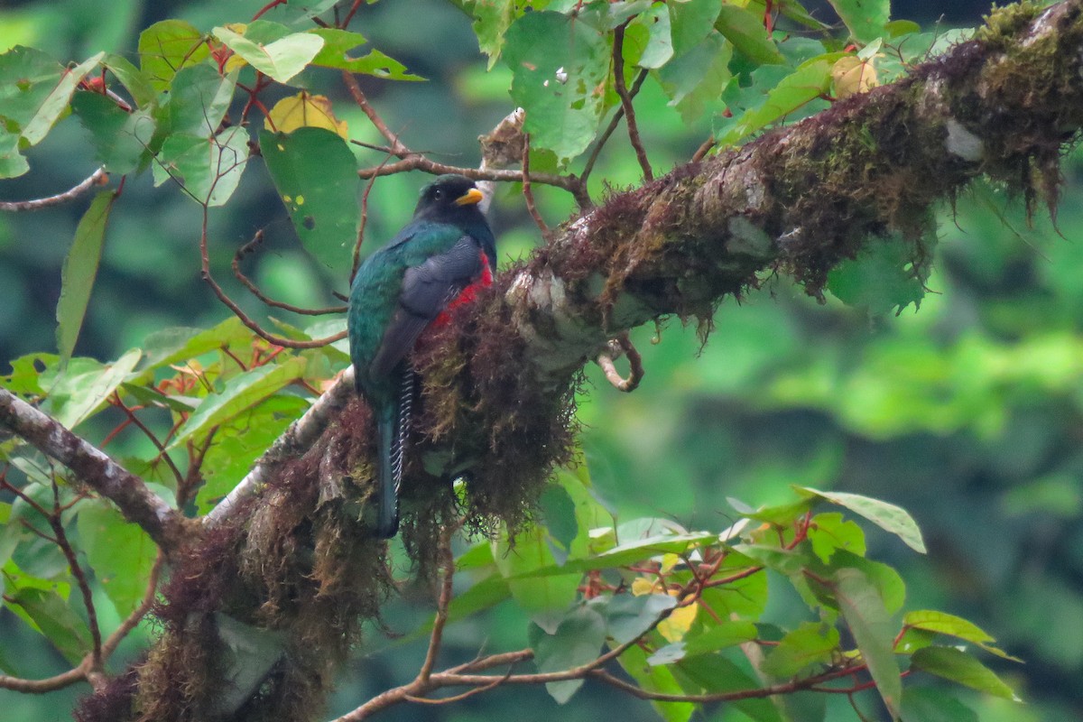 Collared Trogon - ML619753960