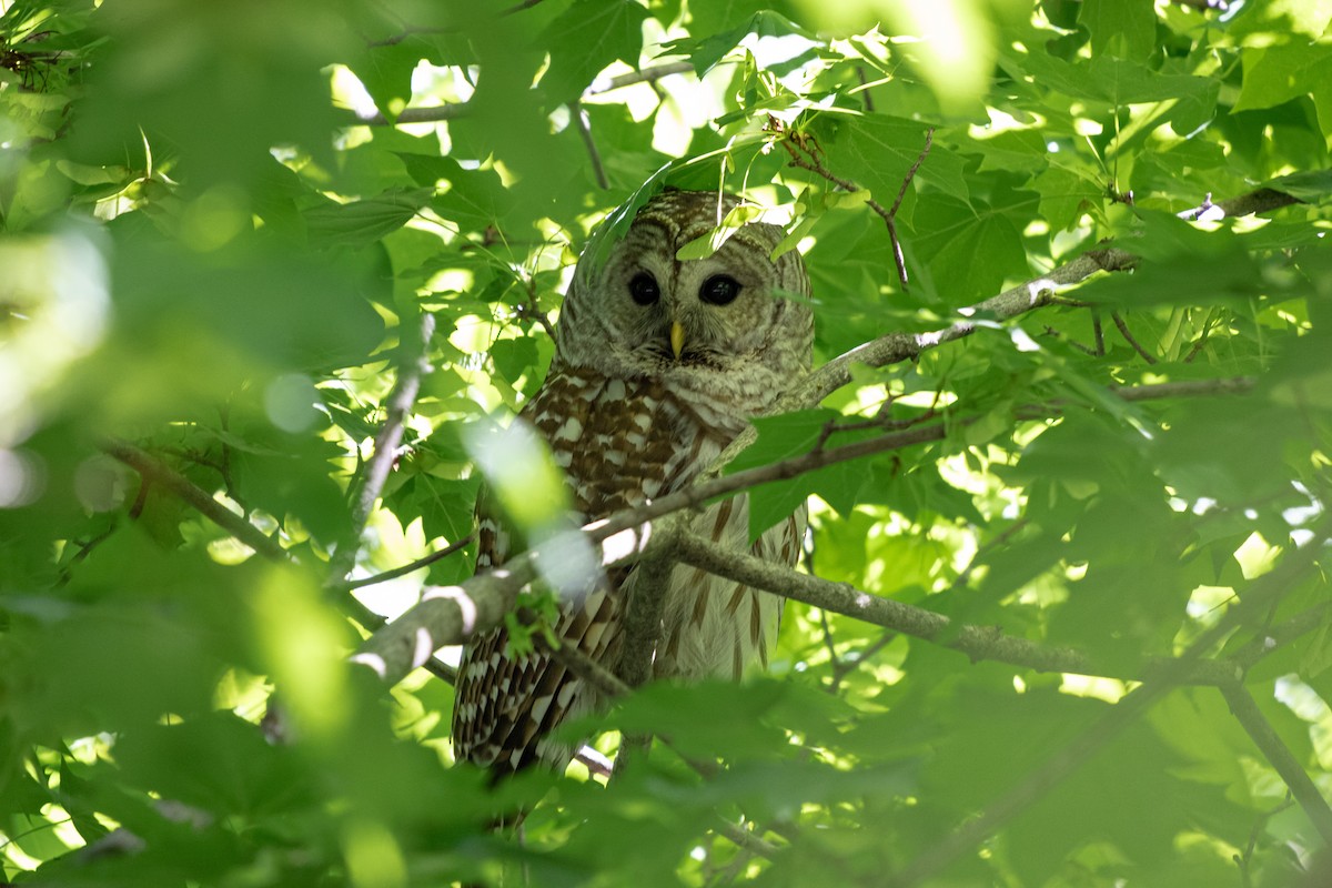 Barred Owl - ML619753987