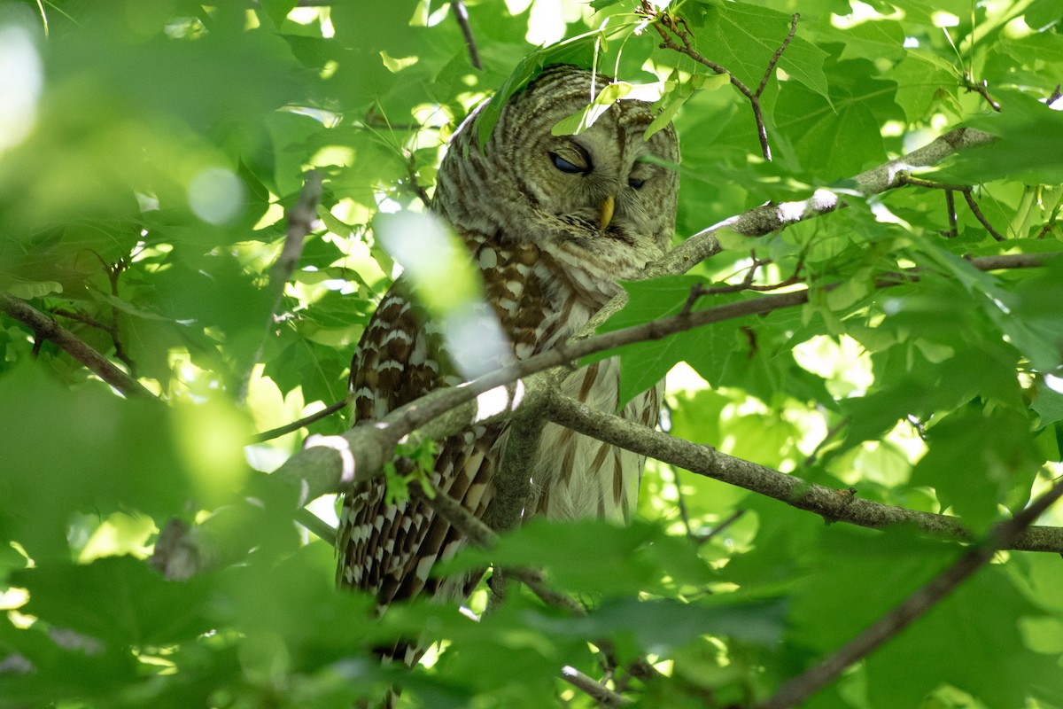 Barred Owl - ML619753988