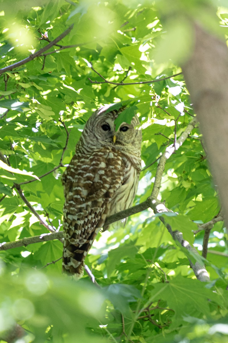 Barred Owl - ML619753990