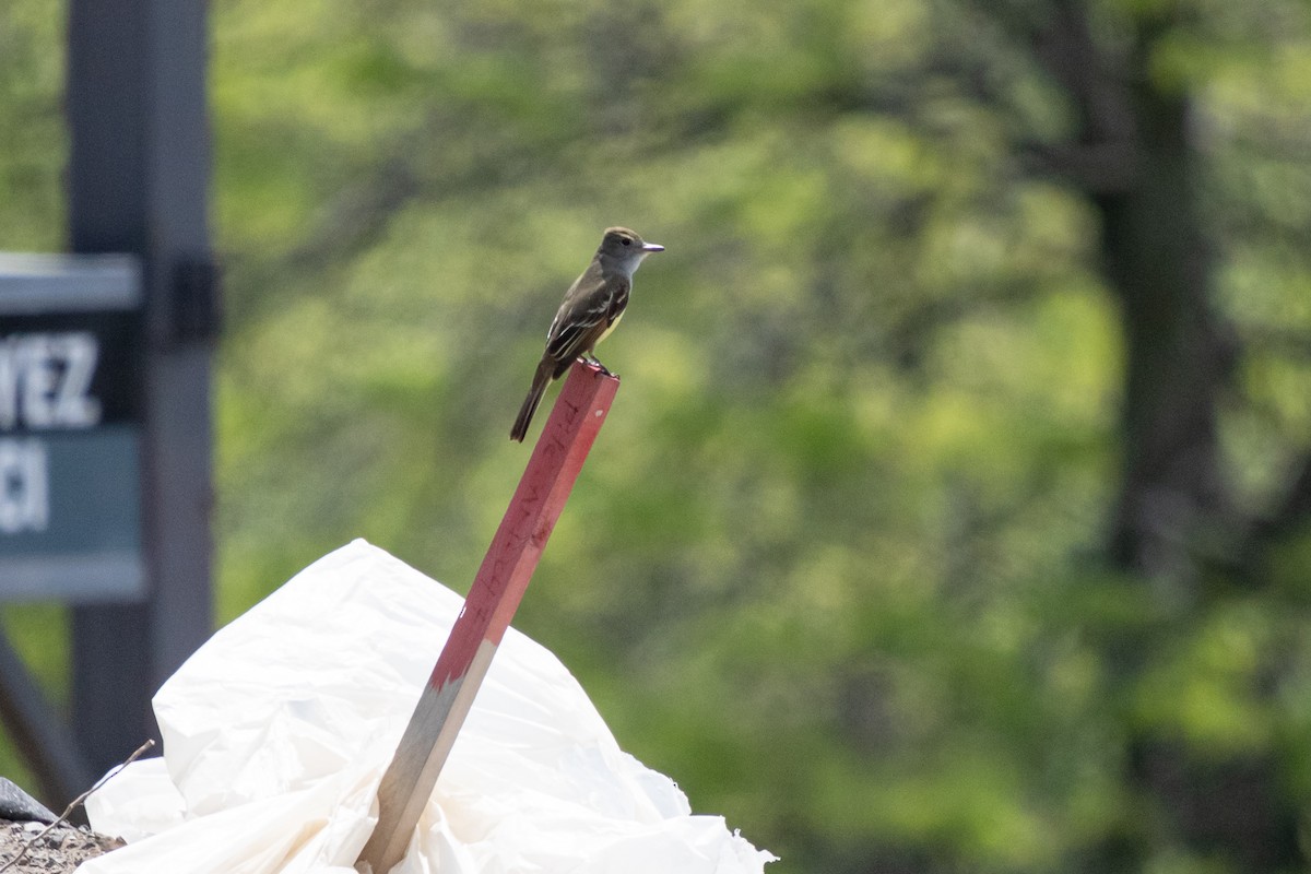 Great Crested Flycatcher - ML619754003