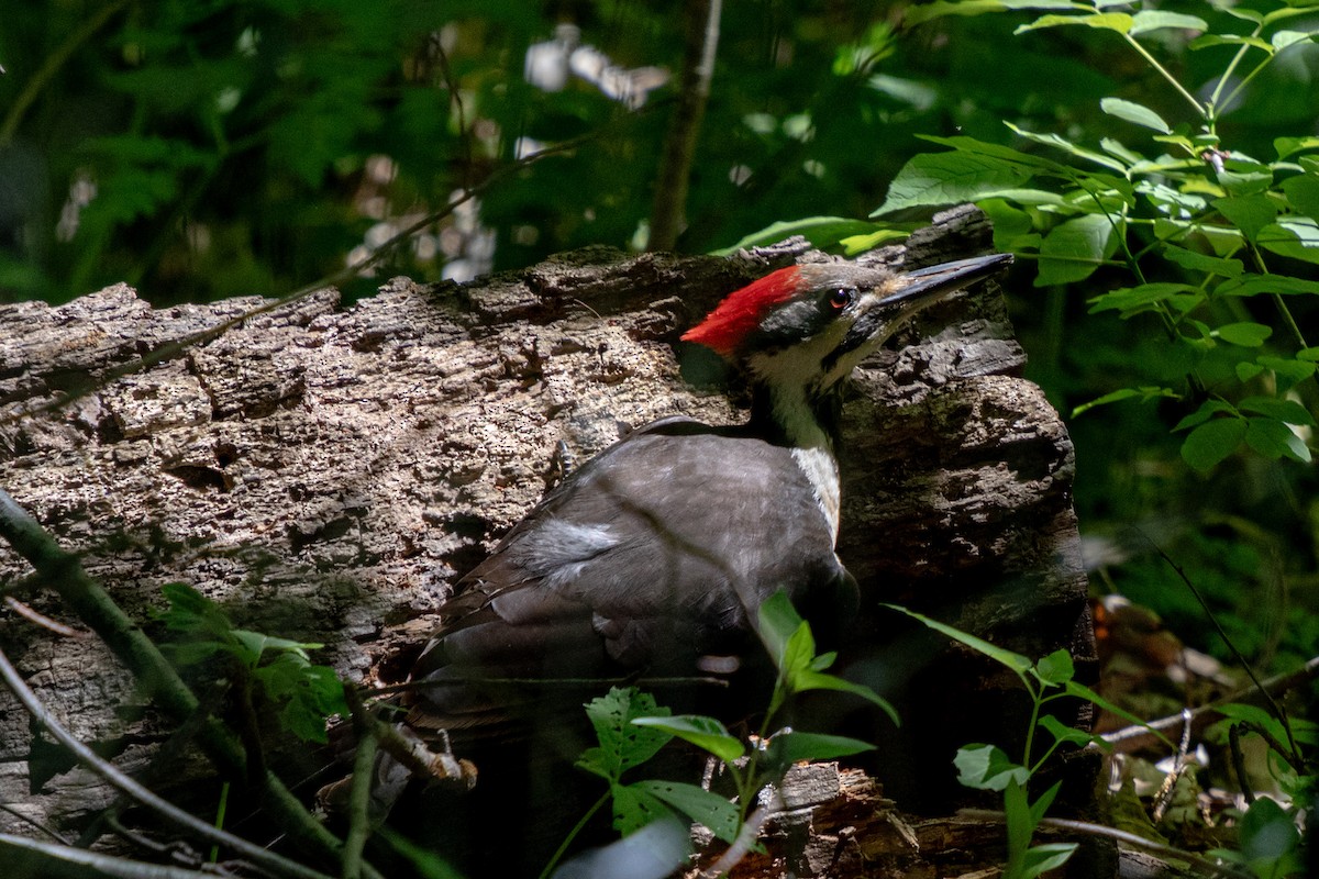 Pileated Woodpecker - Michèle Delisle