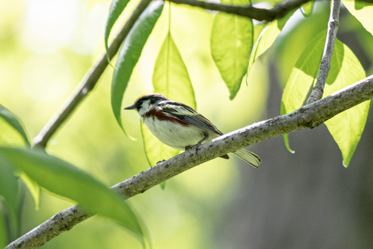 Chestnut-sided Warbler - ML619754017