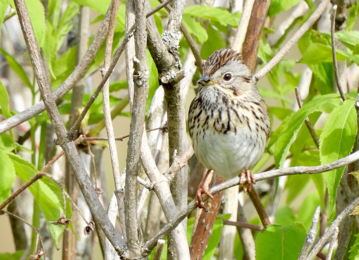 Lincoln's Sparrow - ML619754034