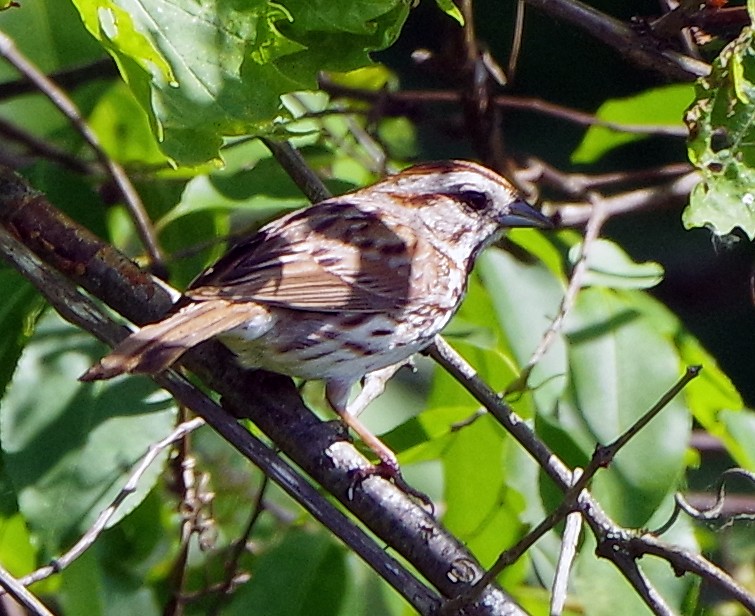 Song Sparrow - ML619754038