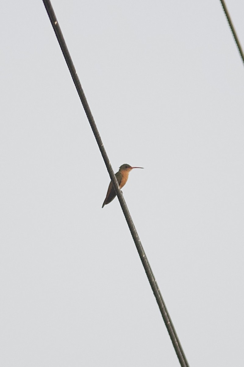 kolibřík ryšavý - ML619754040