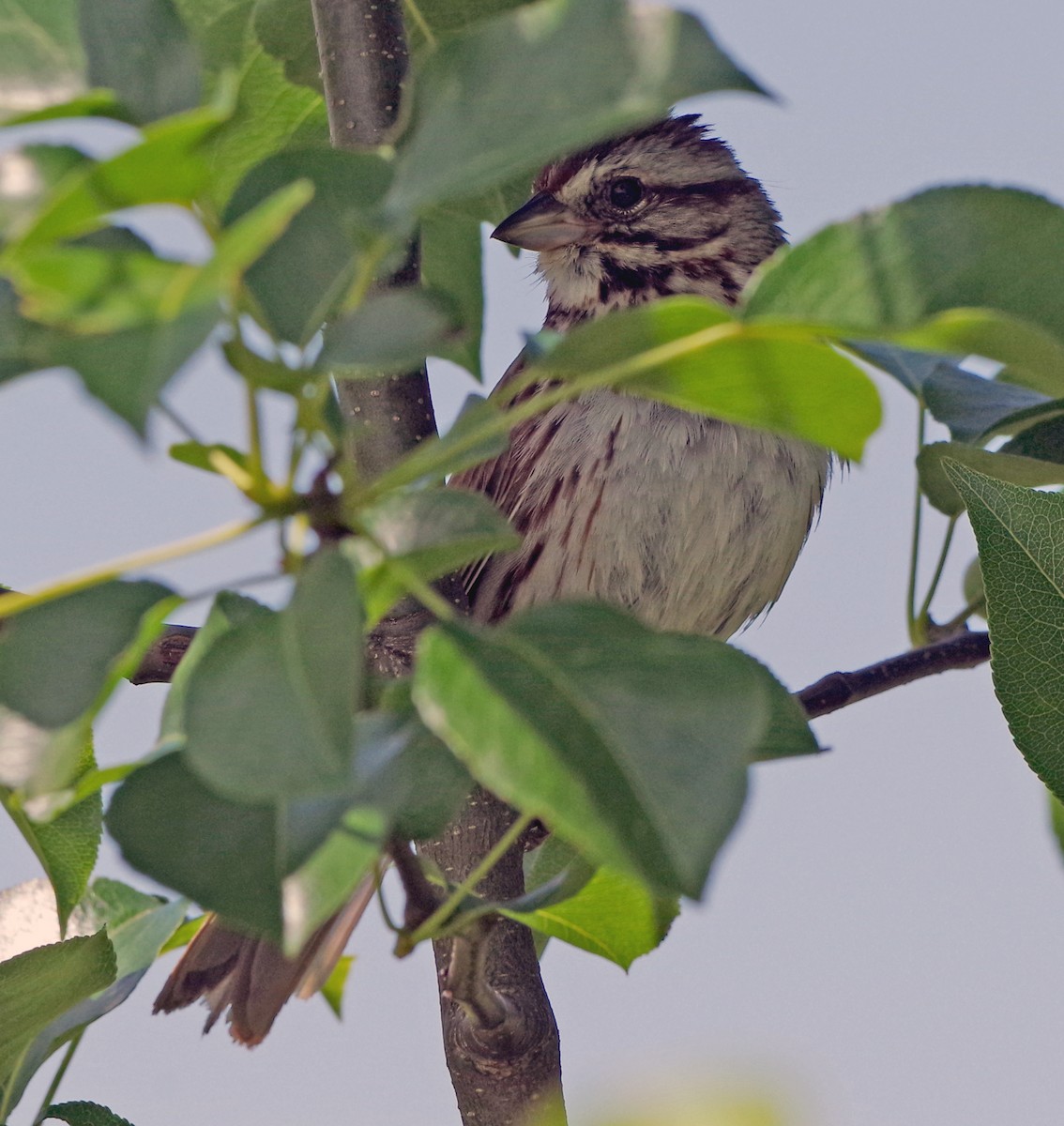 Song Sparrow - ML619754043