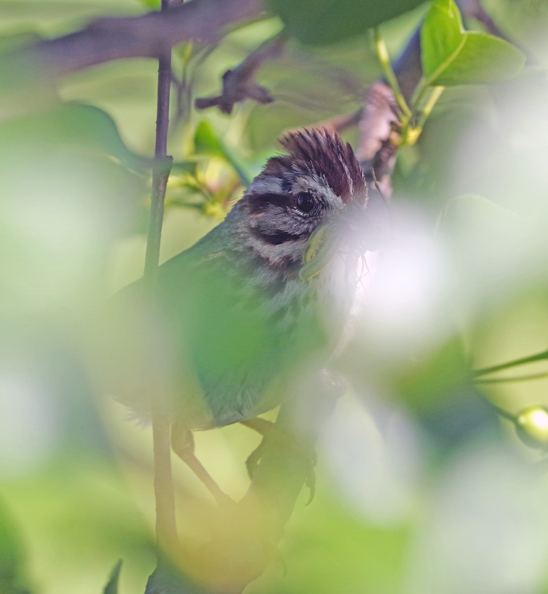 Song Sparrow - ML619754047