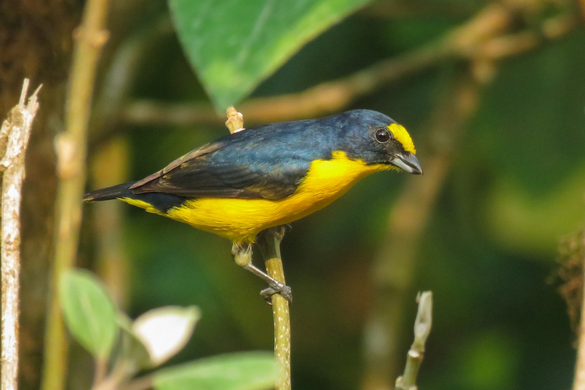 Yellow-throated Euphonia - ML619754068