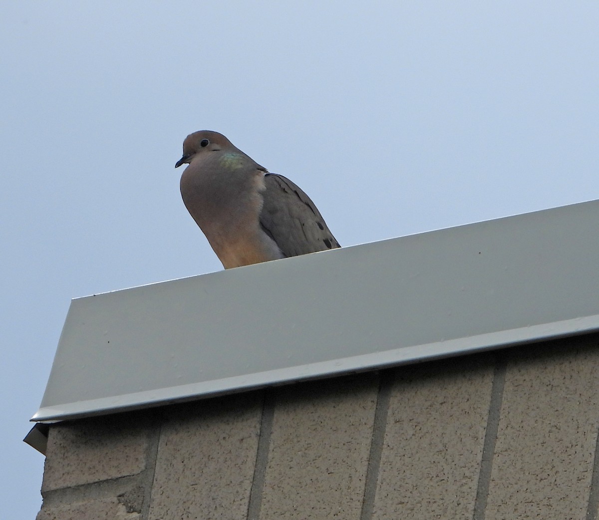 Mourning Dove - ML619754079