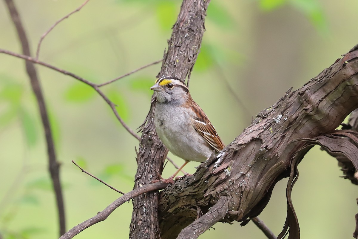 White-throated Sparrow - ML619754084