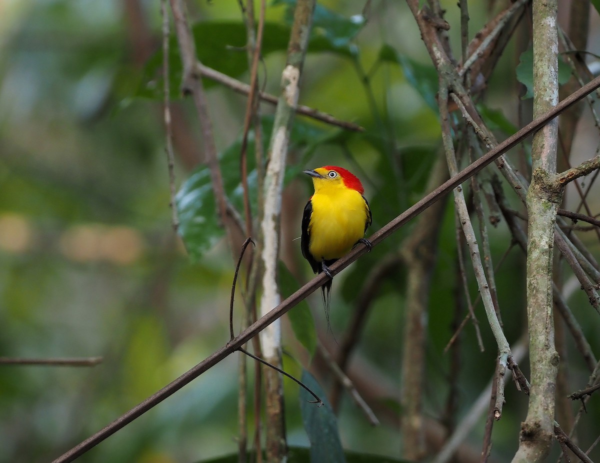 Wire-tailed Manakin - ML619754085