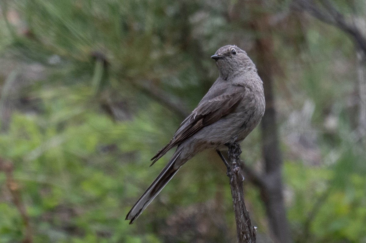 Townsend's Solitaire - ML619754088